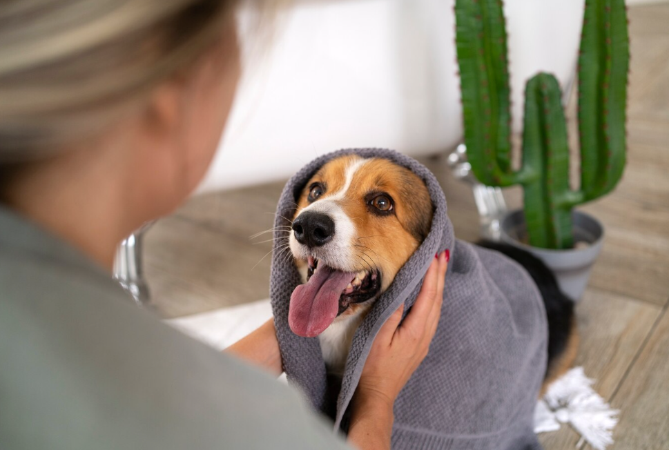 7 tips voor de optimale hygiëne van je hond